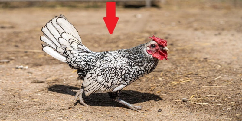 Dựa vào ngoại hình đánh giá được khả năng tấn công của gà